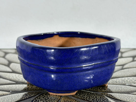 Preowned Japanese Bonsai YUUJI - 3.75” By 3.5”